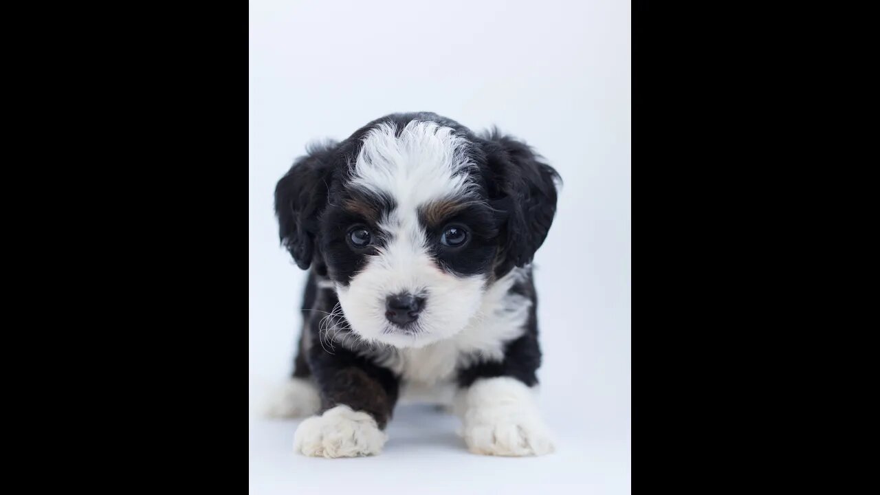 Cute Puppy Playing