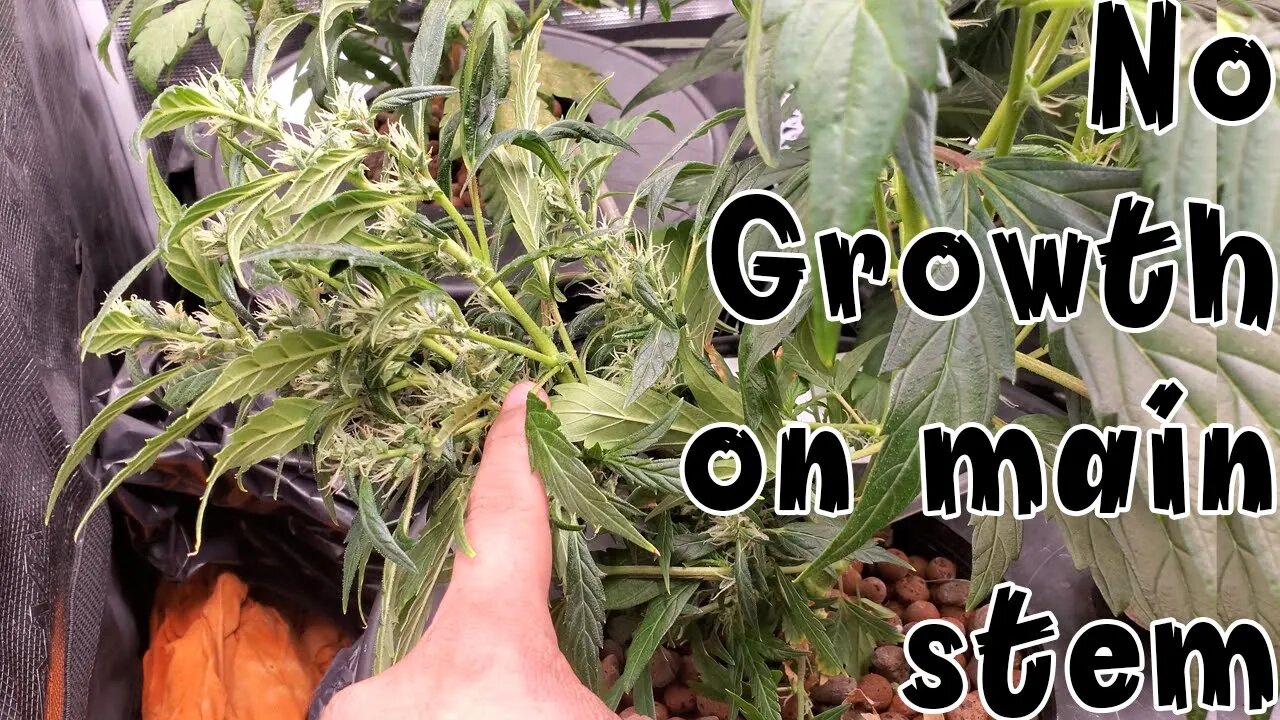 Grow Log: Week 7 - There is No Growth On The Main Stem