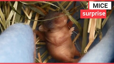 Watch this tiny baby mouse being fed