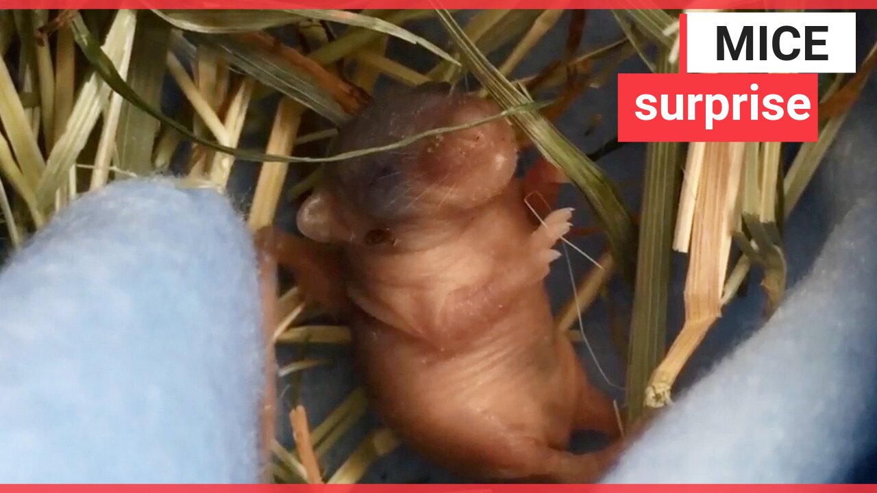 Watch this tiny baby mouse being fed