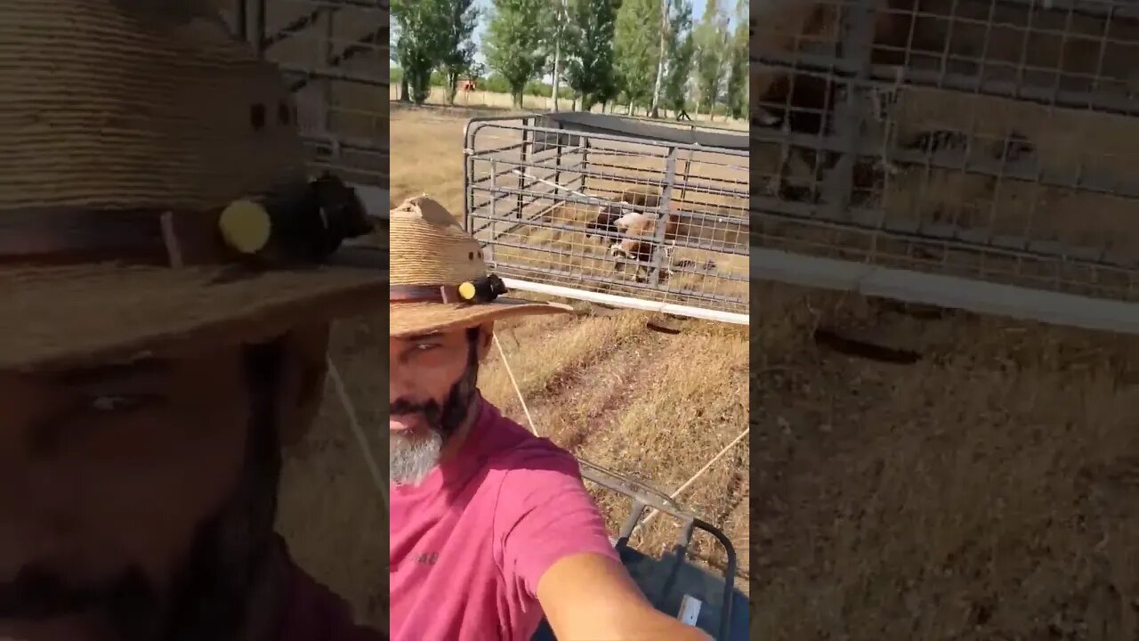 Rotational Grazing with HAIR SHEEP! 🐑 #sheeptractor #homesteading #permaculture #farmlife #sheep