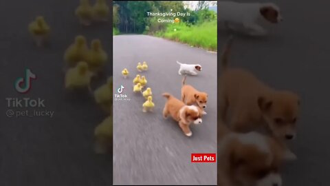 Cute puppy will make your day #shorts #cute #tiktok #viral #funnyanimals