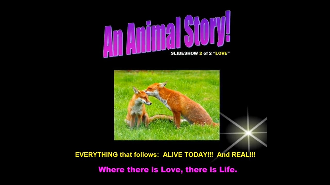 "An Animal Story" Musical Slideshow 2 of 4 "LOVE"