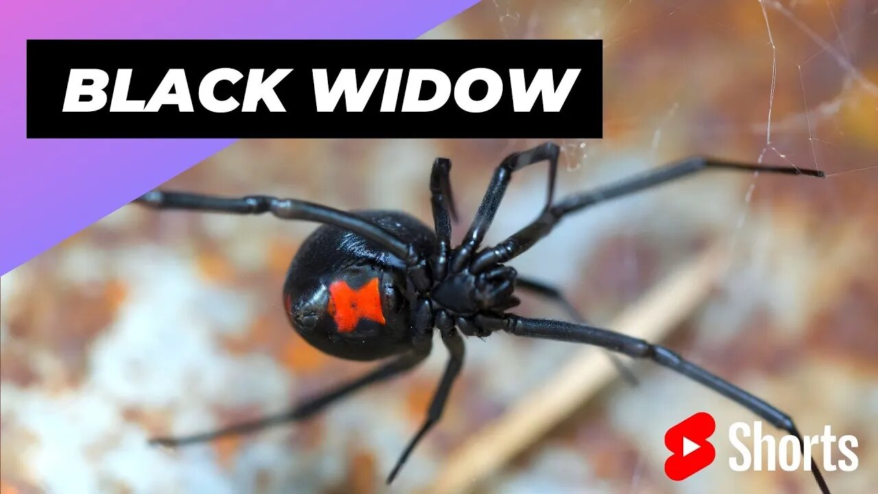 Black Widow 🕷 One Of The Most Dangerous Insects In The World #shorts #blackwidow #insect