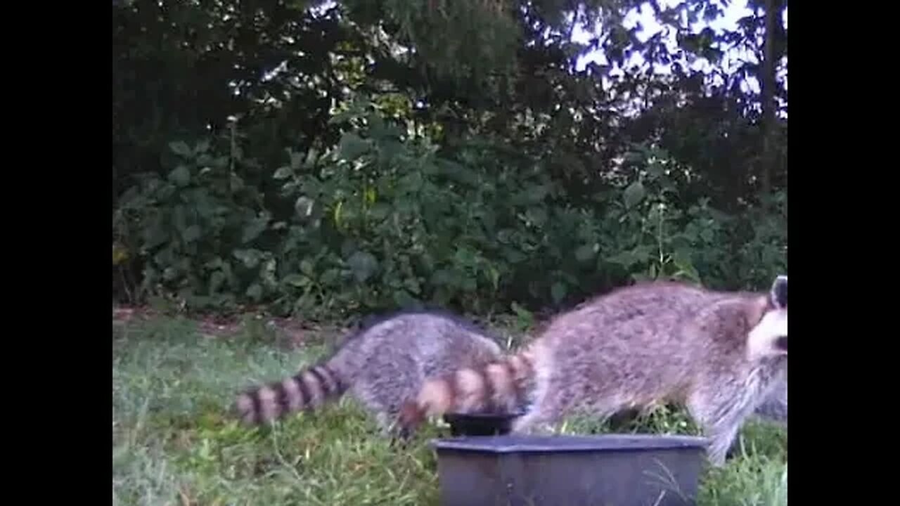 Baby Raccoons and Momma