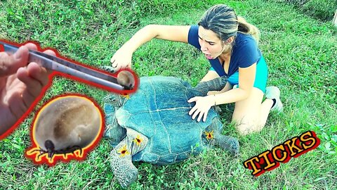 PULLING MASSIVE TICKS OFF TORTOISES | REMOVE TONS OF TICKS