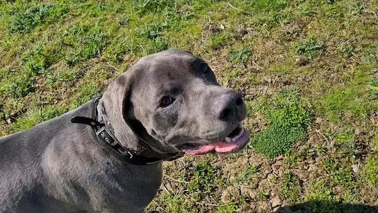 Bruce The Cane Corso 50 KG 110 Lbs Exploring