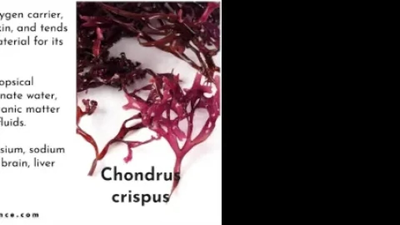 CHONDRUS CRISPUS - IRISH MOSS - SEA MOSS - BIOCHEMISTRY #seamoss