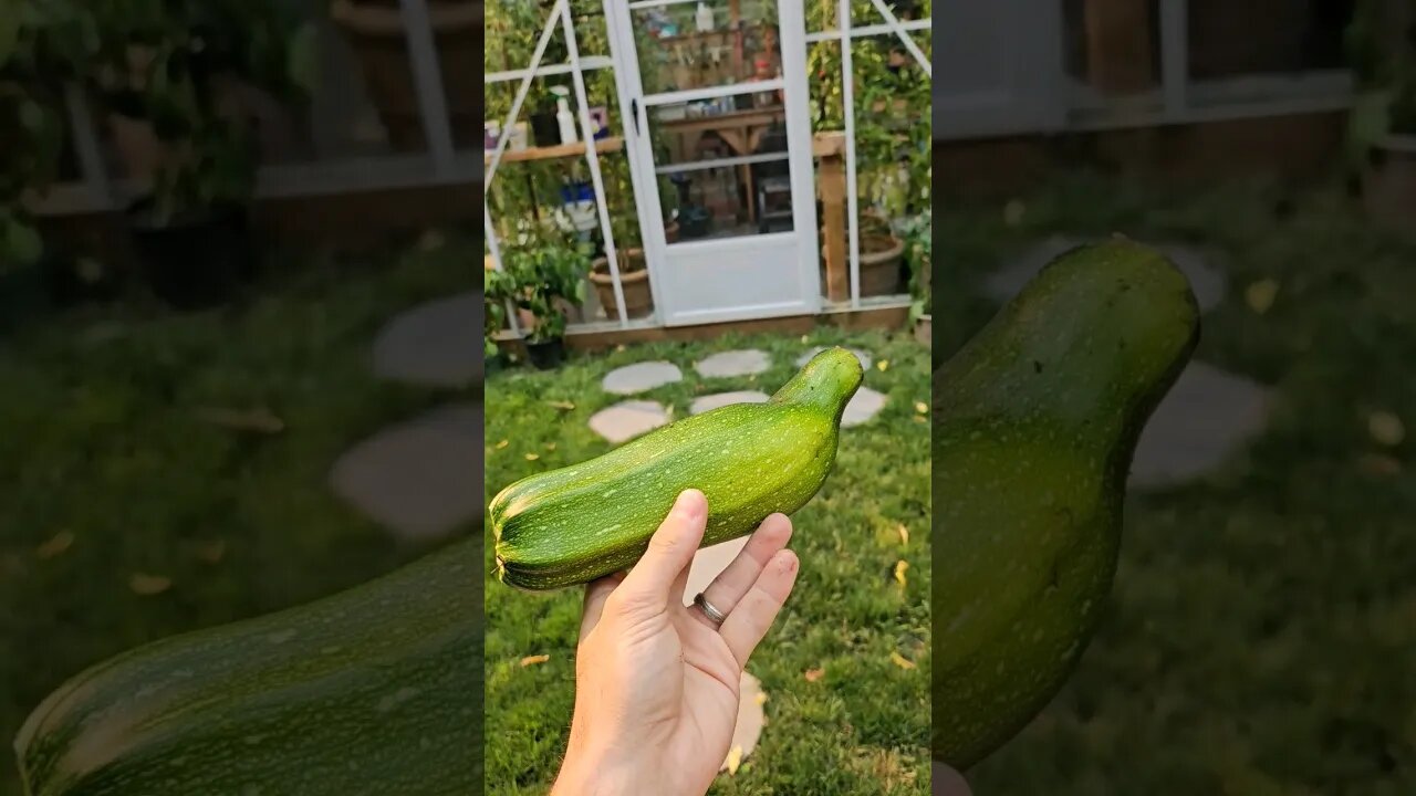 Big Ass Zucchini 🥒 #Zucchini #organic #homegrown