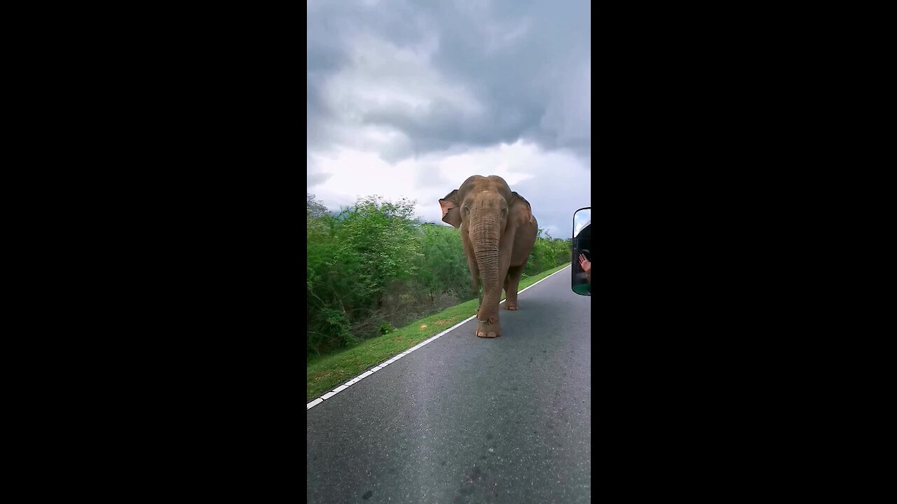 Elephant casually cruises along the road in Sri Lanka