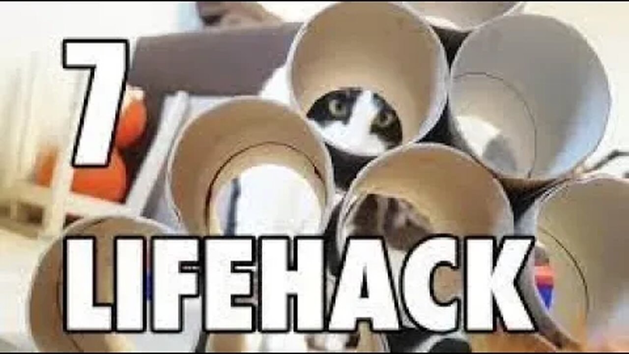 The Crazy Lifehack That Will Make Your Cat Suddenly Love YouLifeHacks with Toilet Paper Rolls for