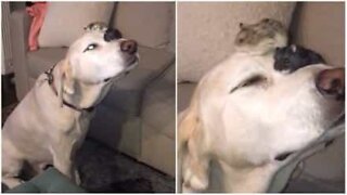 Labrador strikes unusual friendship with two hamsters