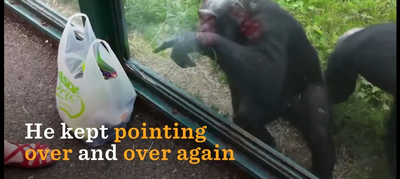 Remarkable Communication: Chimpanzee's Clever Request for a Drink!