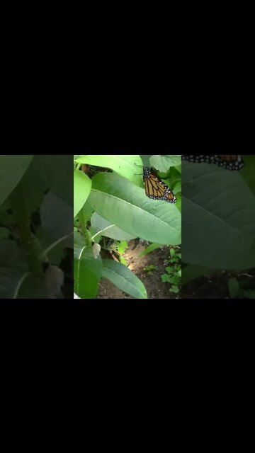 The Monarch Has Emerged! #Shorts 🌱