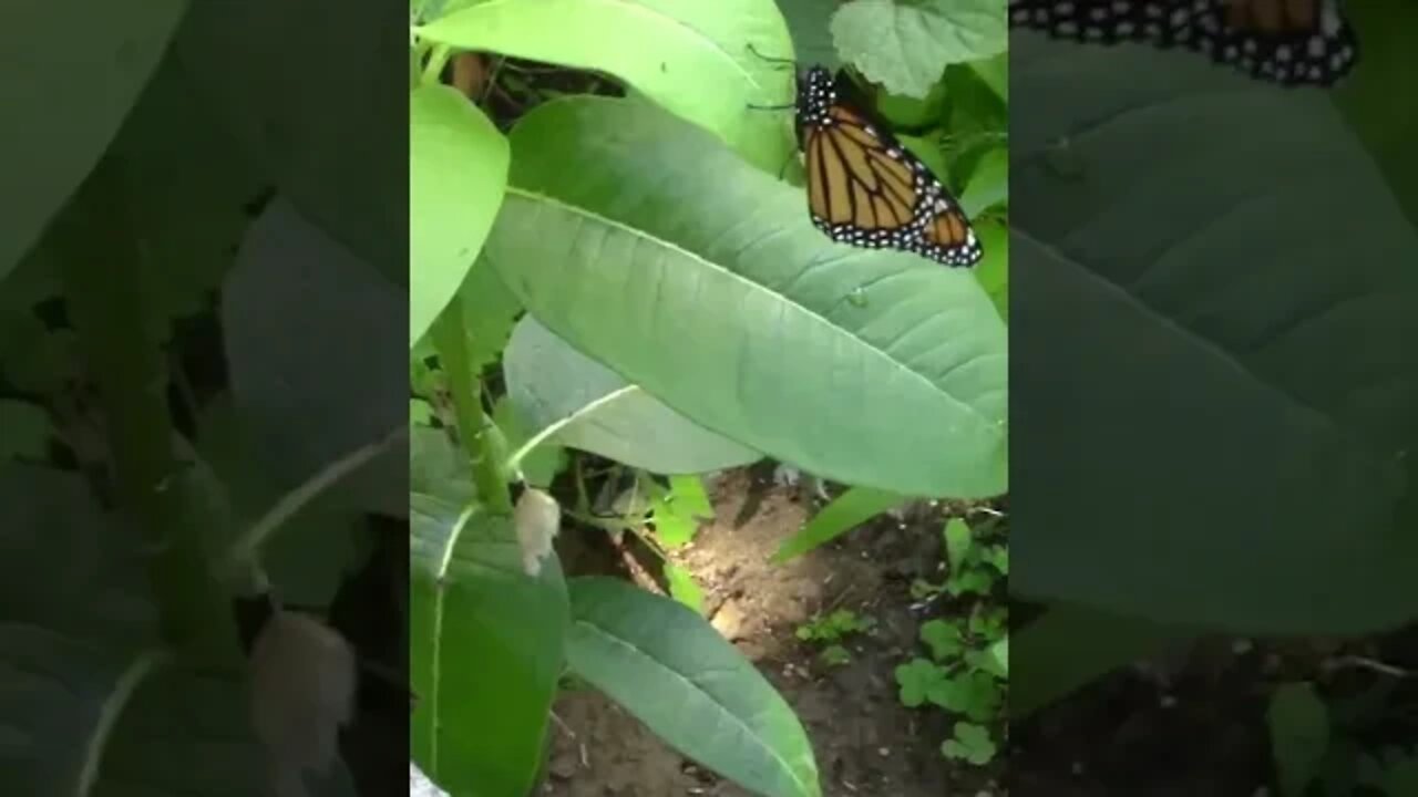 The Monarch Has Emerged! #Shorts 🌱