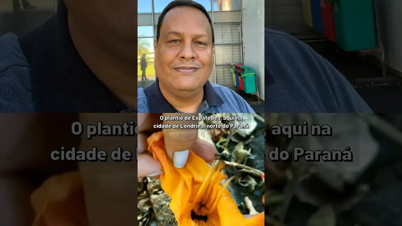 Não plante a árvore Espatódea #Shorts