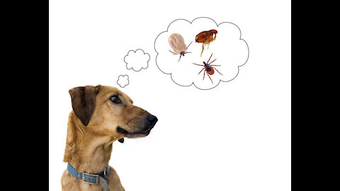 How to Remove All Ticks From Dog - Dog Ticks Removing Clip - Ticks Removal Videos