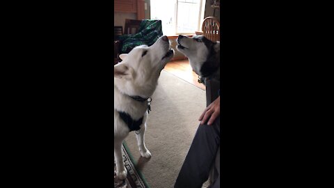 Huskies sing the song of their people