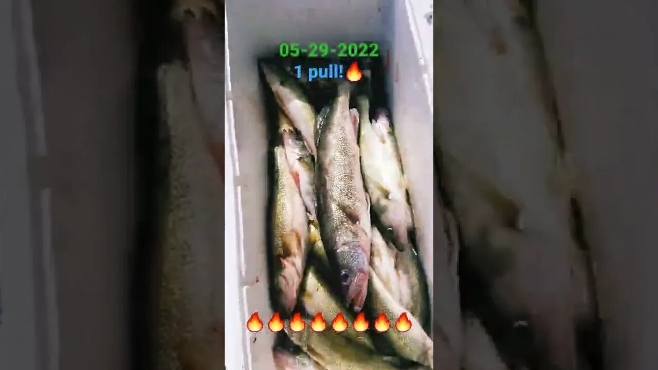Absolute CARNAGE! Crews 6man limit mine and 1 fish short of the captains! 47 walleye x 9am tt4035/55
