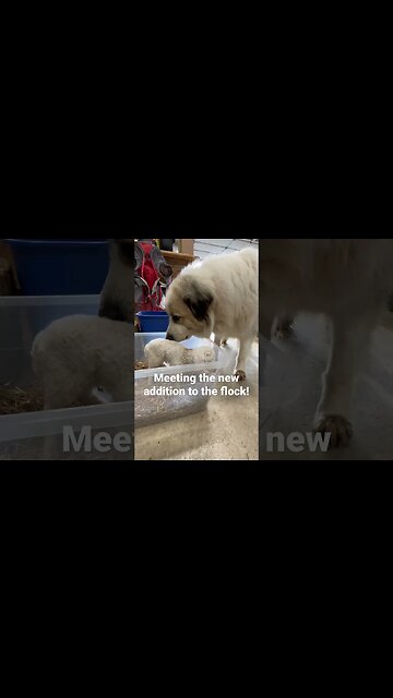 Meeting the New Addition! #animals #cute