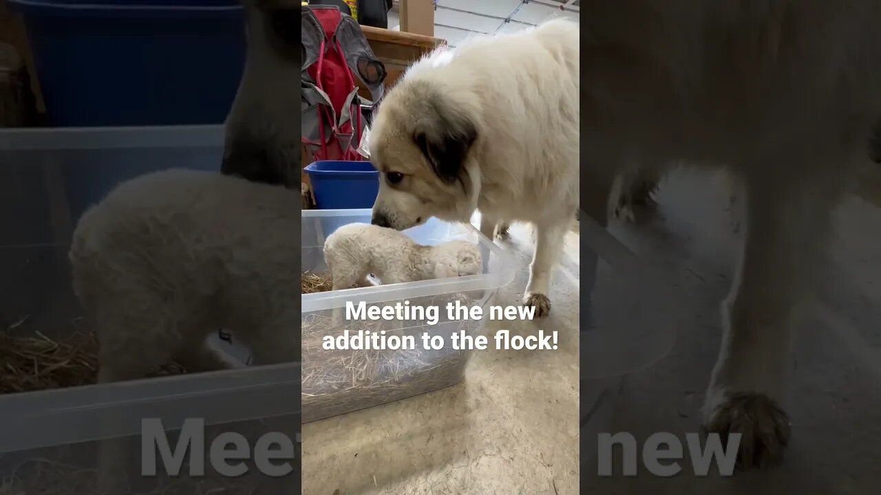 Meeting the New Addition! #animals #cute