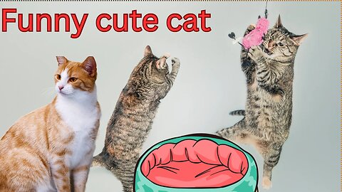 Funny animals cat video| 🐱🐱🐾 sort video