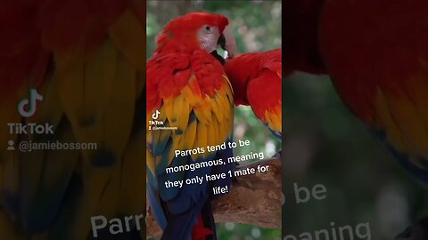 Parrots are so loyal! #facts #parrot
