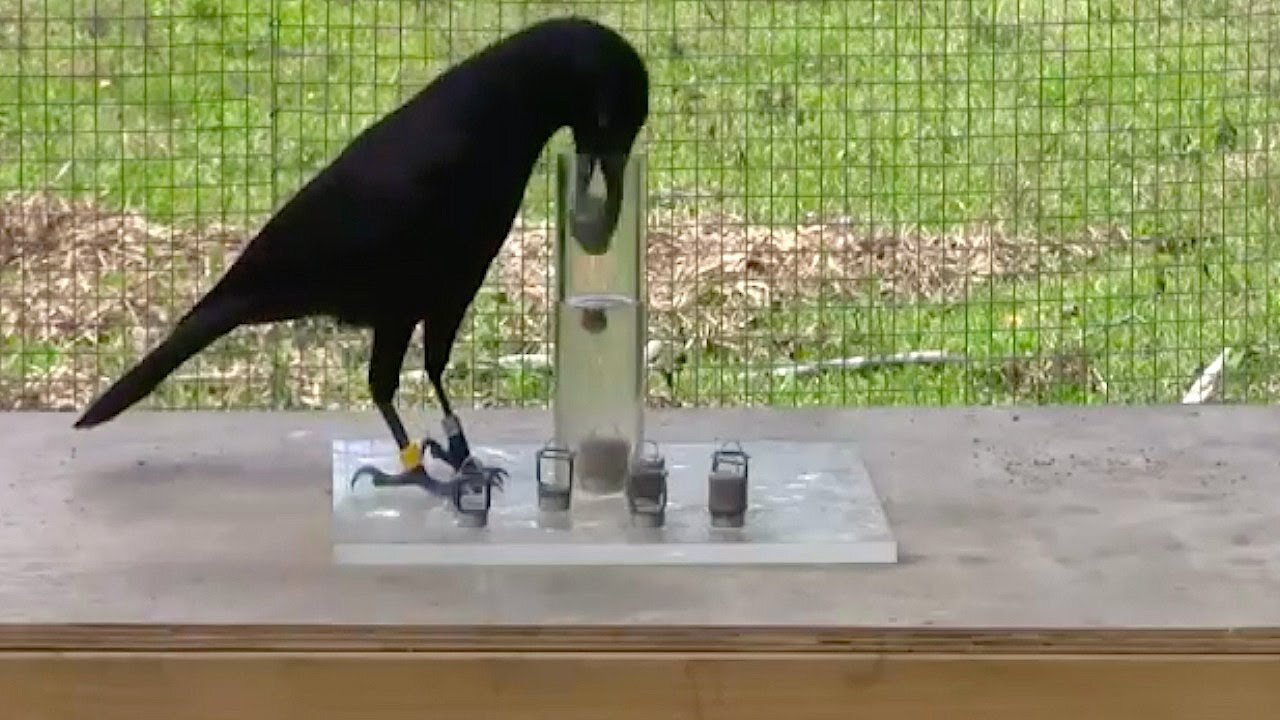 Incredible water displacement experiment by a crow