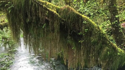 Olympic National Park, Washington. Forests, Coastal, & Mountain Ecosystems, Spectacular Wilderness.