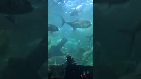 shipwreck Pineknoll shores aquarium