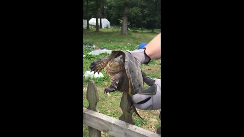 Caught a snapper turtle