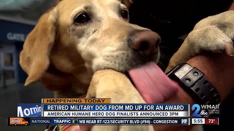 Maryland dog up for award for saving thousands of lives in Afghanistan