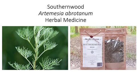Southernwood - Medicinal Herb - Benefits & Uses
