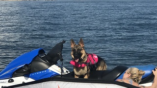 German Shepherd puppy loves riding jet skis