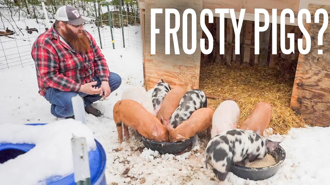 Should You Raise Pigs In The WInter?