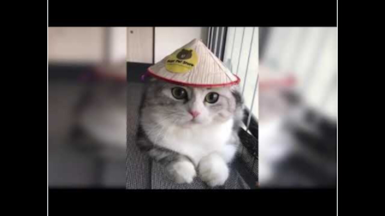 💗Cute And Funny Pets _ Pets Compilation 💗 Cutest Lands