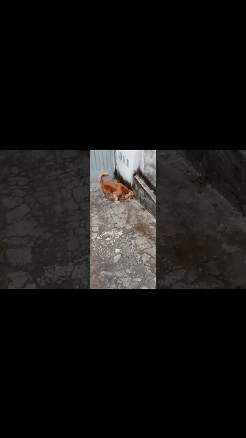 #dogshow , #animals , #dogs , #shorts