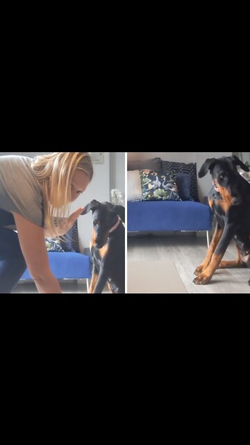 Will this pup win the 'dog treat wait challenge'?