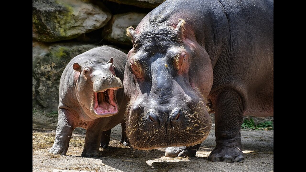 Hippo vs lion !! face to face !! reaction.