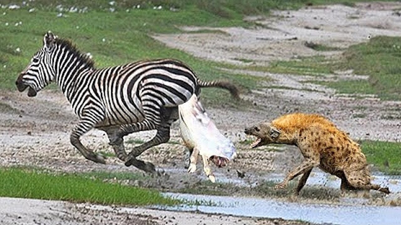 Mother Zebra Fights Hyena To Save Her Babies