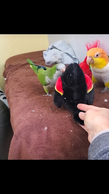 Parrots beat up on new bird toy