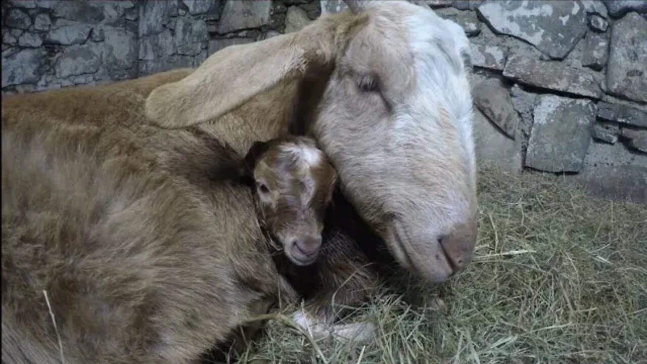 First goat kid of the season/Goat kids first 24hrs