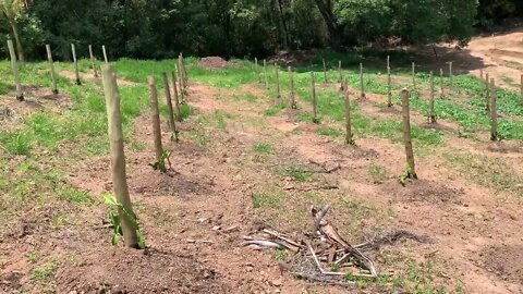 Começo do Plantio das Pitayas (Beginning of the Pitayas Planting)