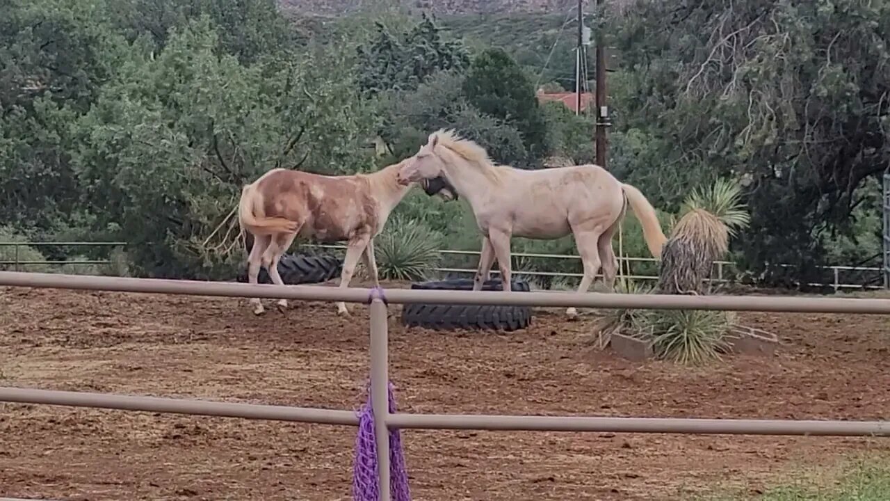 Fun in the rain @sedonahorsemedicine.com