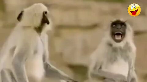 funny video