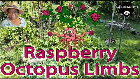 #help , #raspberry #octopus #limbs - #catshobbycorner