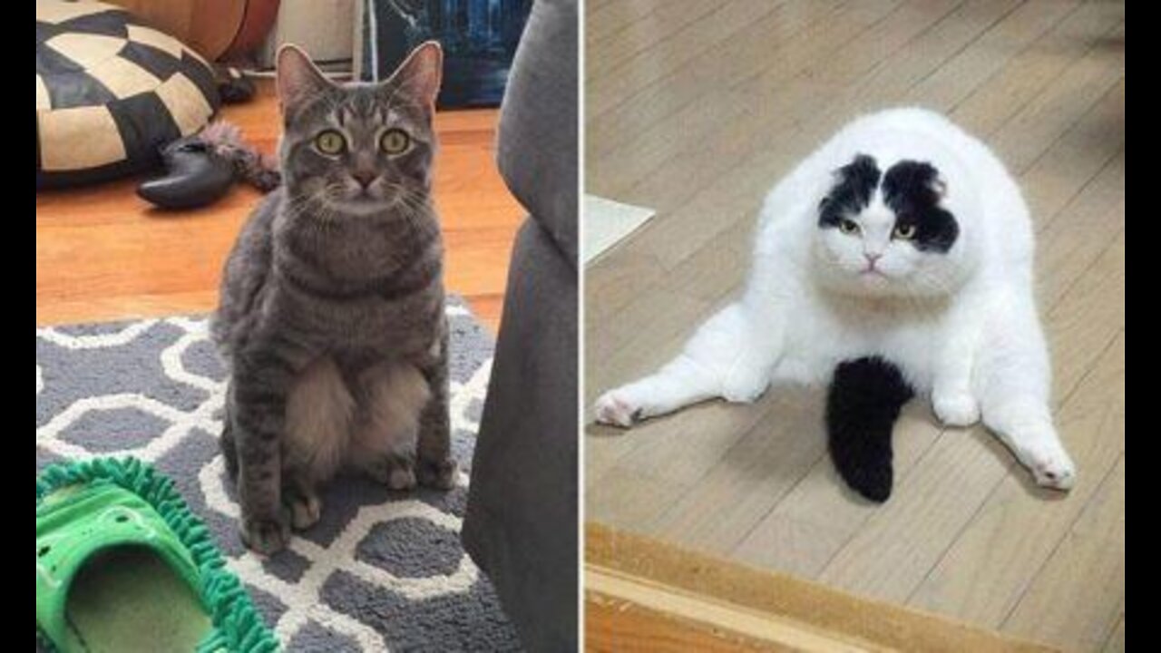 Funniest Cats and Dogs 🐱🐶 part-13