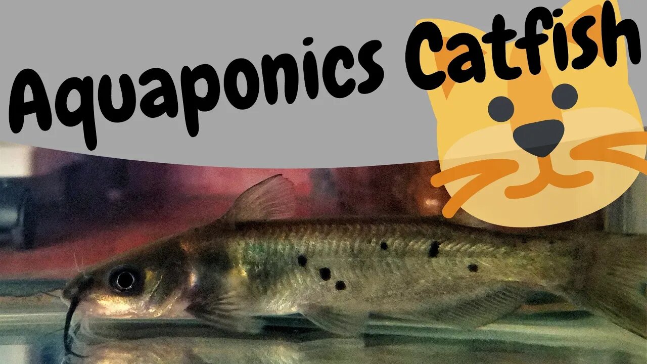 Channel catfish for aquaponics (Hybrid aquaponic system)