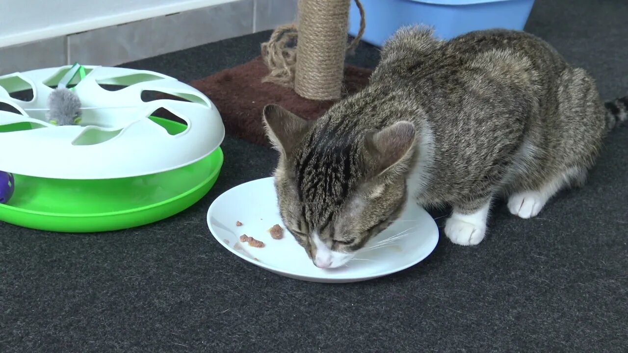 Cute Fluffy Cat Is Hungry