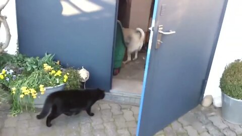 Angry Cats VS Dogs Funny Compilation